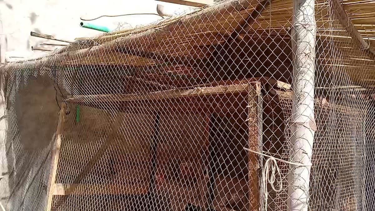 Minhas Milk Shop & car rental gallery 2